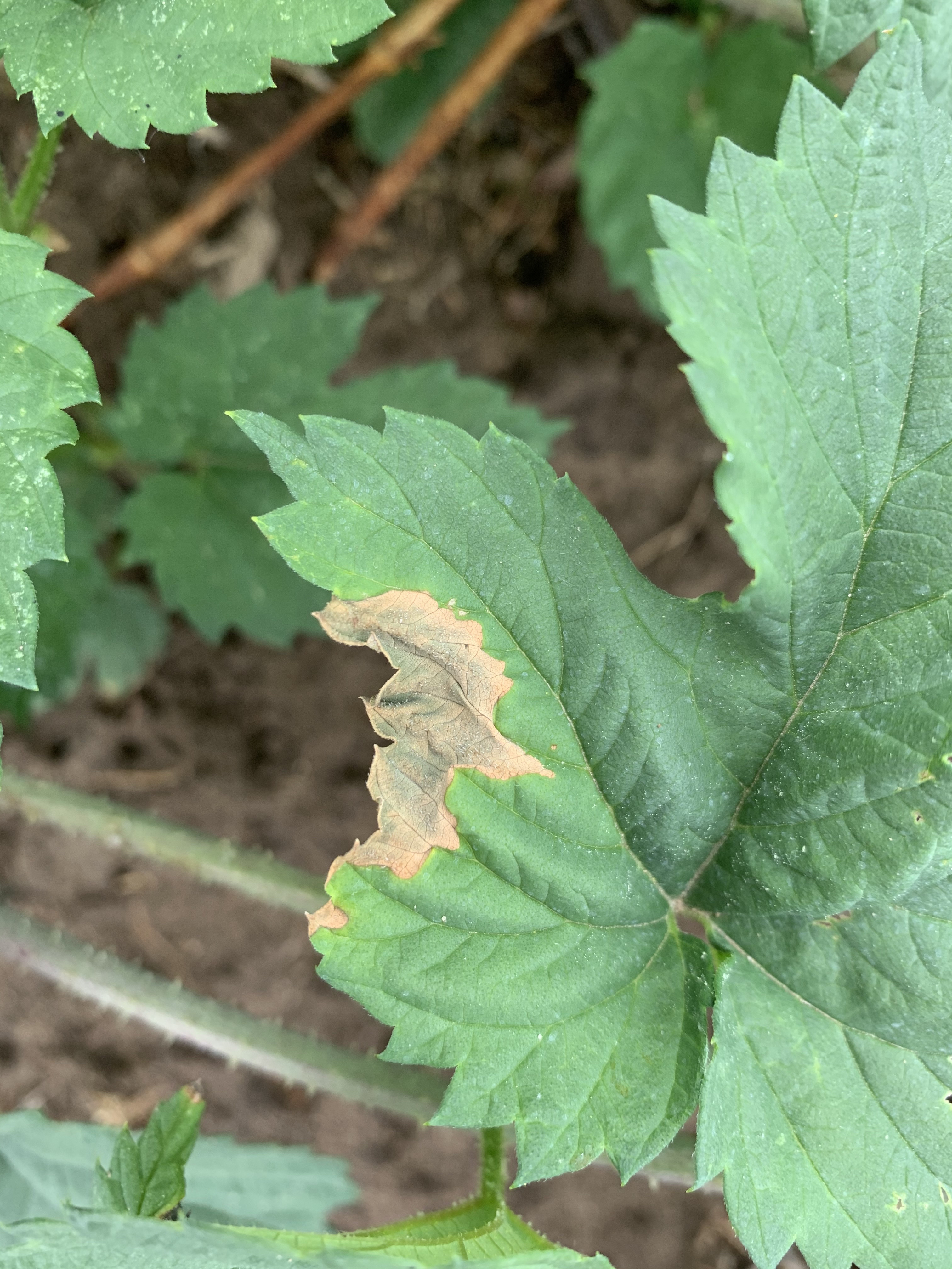 Early symptoms of halo blight